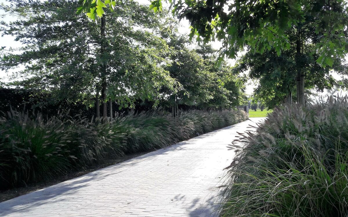 Dreef met eiken en siergrassen in een aangelegde landschapstuin