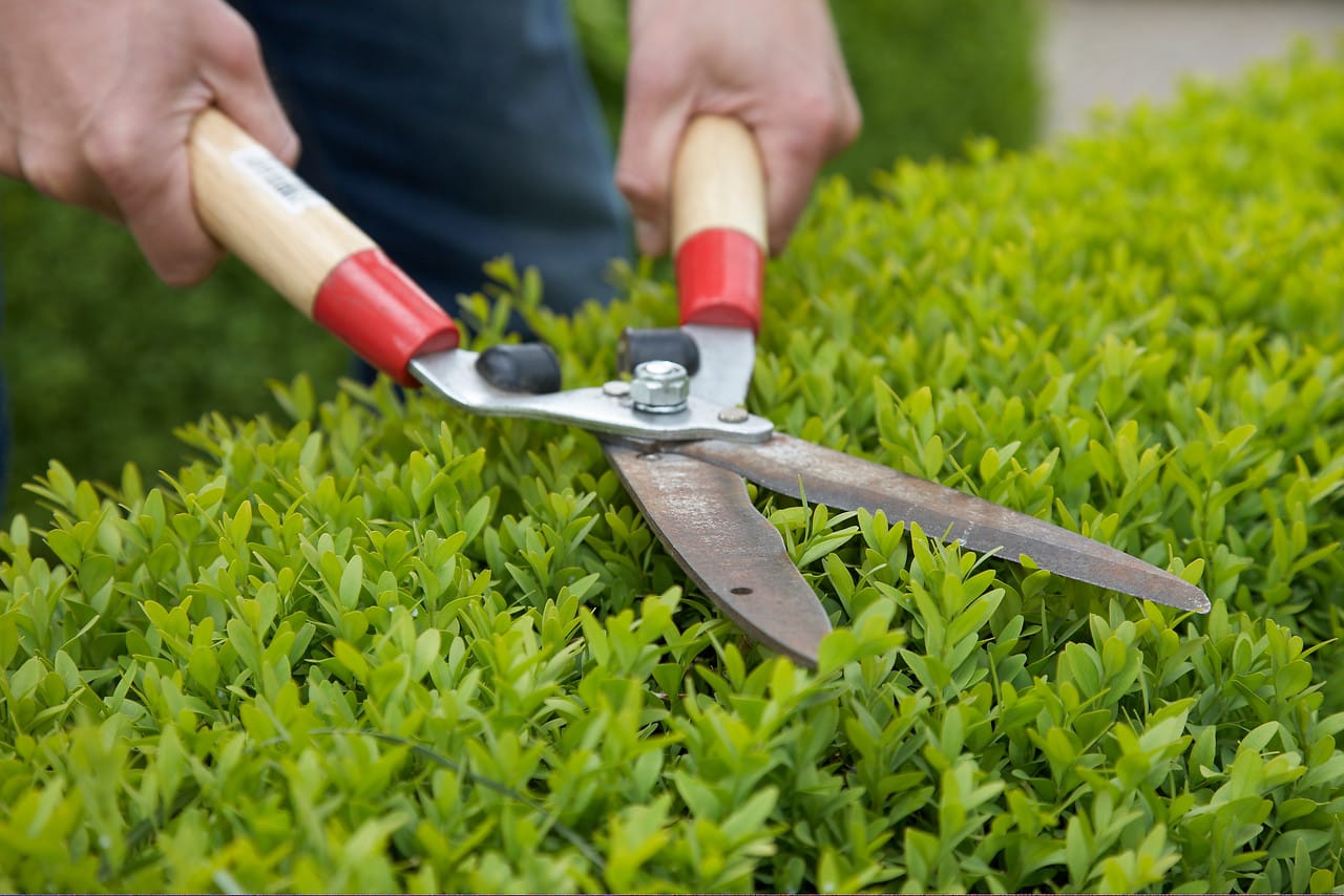 Onderhoud van een aangelegde tuin met snoeiwerk
