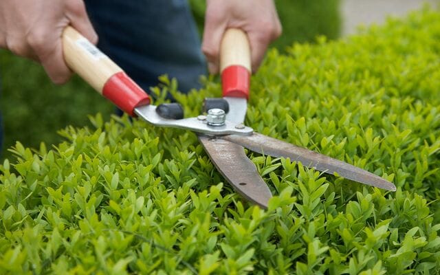 Heggenschaar die een buxus in vorm snoeit